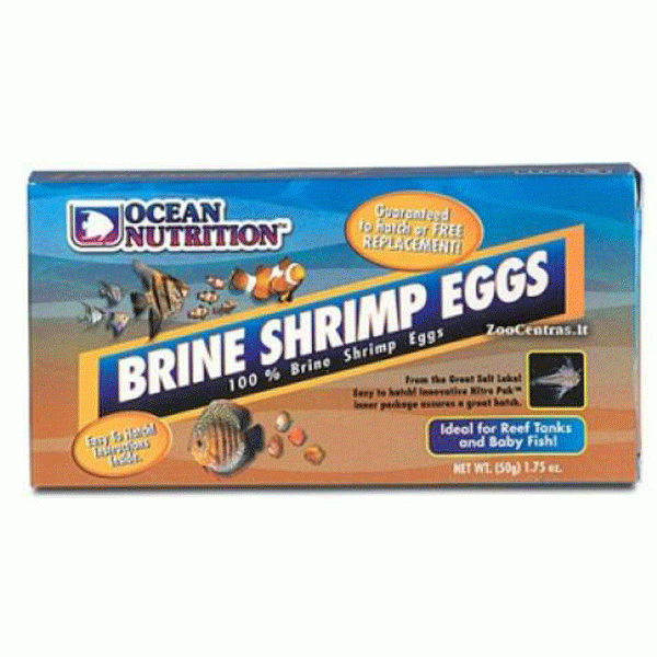 brine shrimp eggs